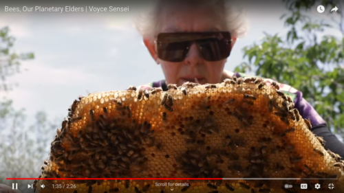 Bees, Our Planetary Elders | Voyce Sensei